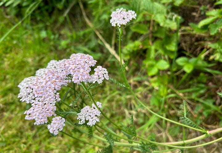 (a) Creamy sprays of elder flowers on a tray (b) pinky-white heads of tiny yarrow flowers