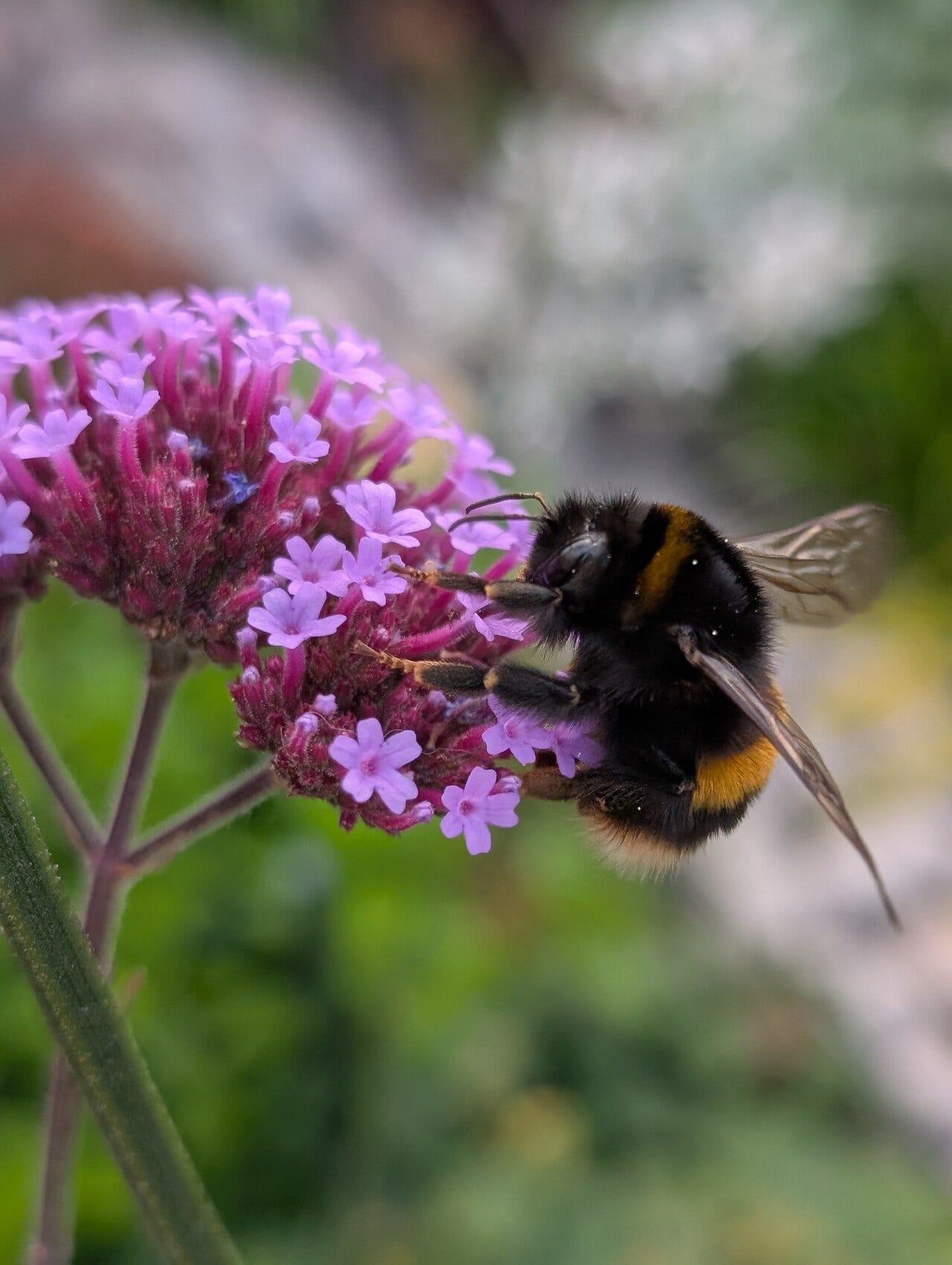 A bee feasting on verbena