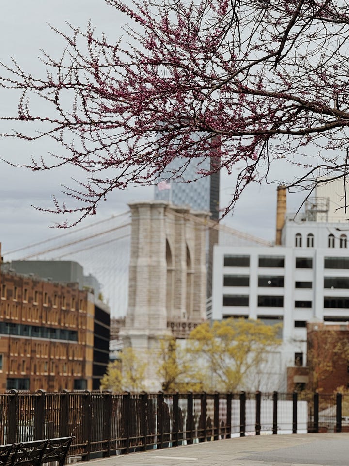 Pink flowers in blossom, a typical brooklyn building, a treee in bloom against the Brooklyn Bridge, Blue blossoms behind a gate