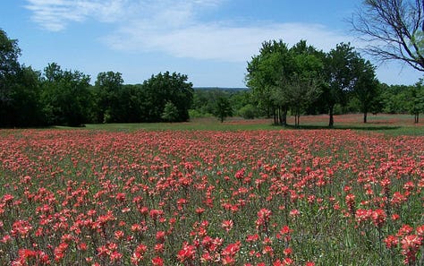 Three views of Wildwood Naturist Resort: a swimming pool set up for water volleyball with lounge chairs in the background, a bright blue pickleball court next to a clubhouse, and a wide meadow filled with blooming red wildflowers under a summer sky.
