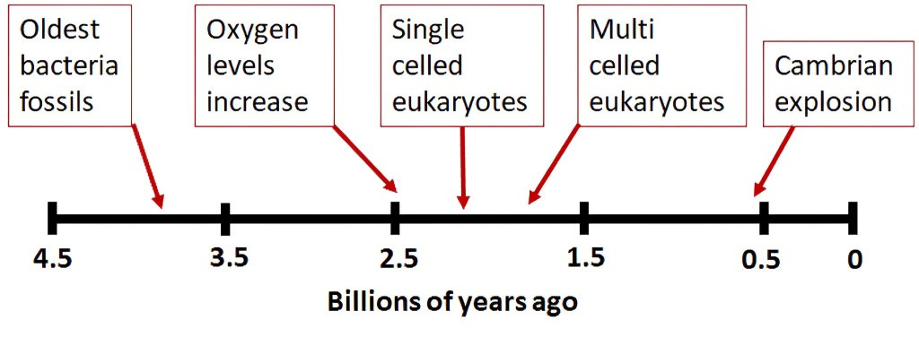 Prokaryotes and Eukaryotes – The science of life