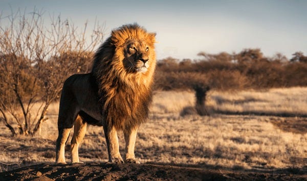 1+ Thousand Alpha Male Lion Royalty-Free Images, Stock Photos & Pictures |  Shutterstock