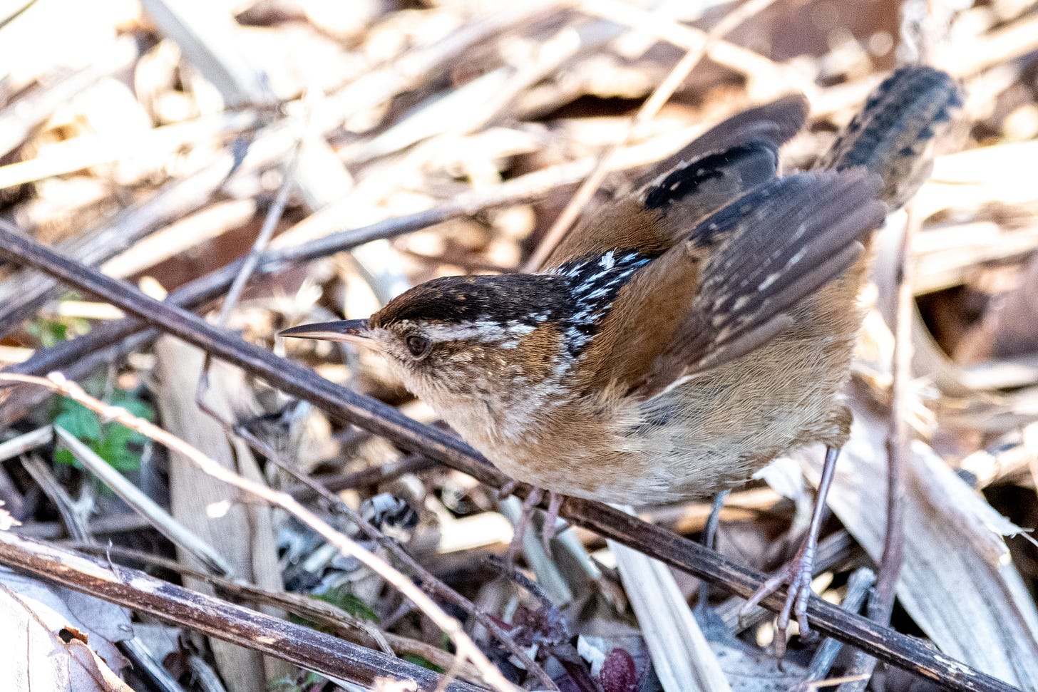 Marsh wren in shadow, against a background of brightly lit fallen phragmites reeds, perched sideways