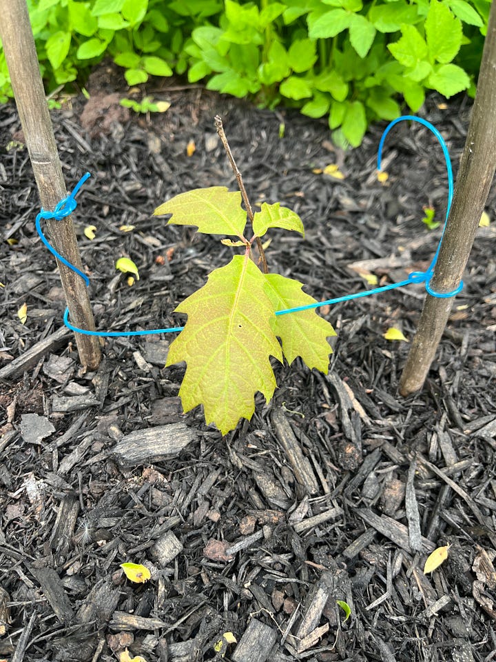 A pair of photos of very small oak sapplings. Both have just a few leaves and stand about 8 inches tall.