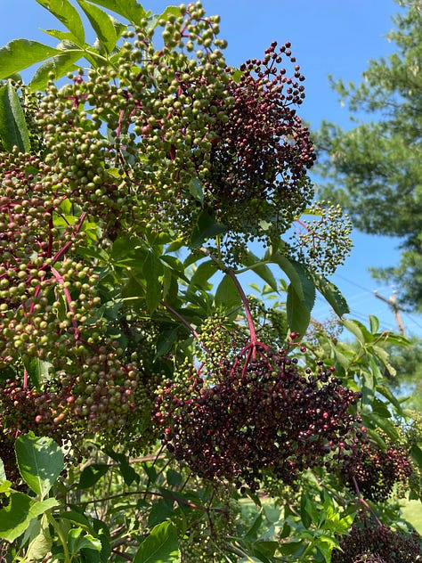 Sambucus nigra, elderberry at weedom. 