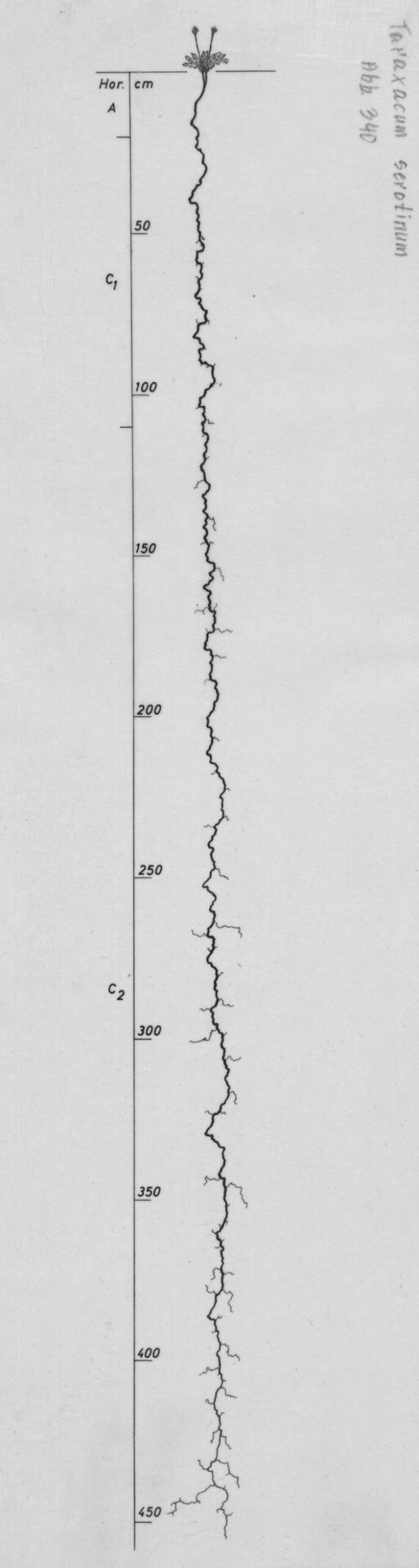 dandelion root drawing Taraxacum serotinum, Lichtenegger, E. (1992), Wurzelatlas