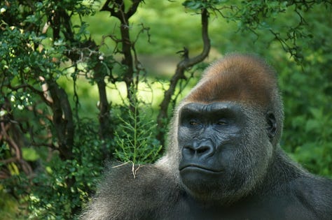 Portraits of a Bronx zoo gorilla