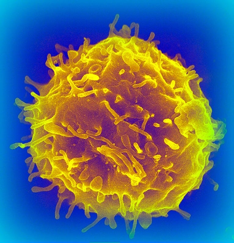 Coloured scanning electron micrograph of a blood stem cell.