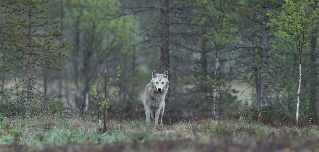 white wolf between trees white wolf between trees