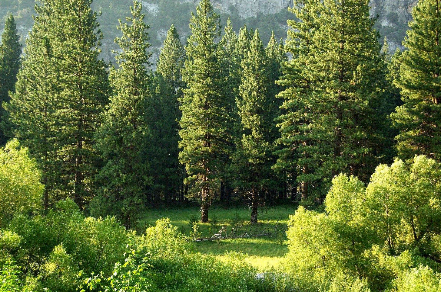 A forrest consists of trees — your well-being similarly consists of several areas. The picture shows some trees in a forrest, healthy and beautiful.
