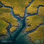 Lowcountry Wildfire 🔥's avatar