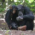 Primatology.net