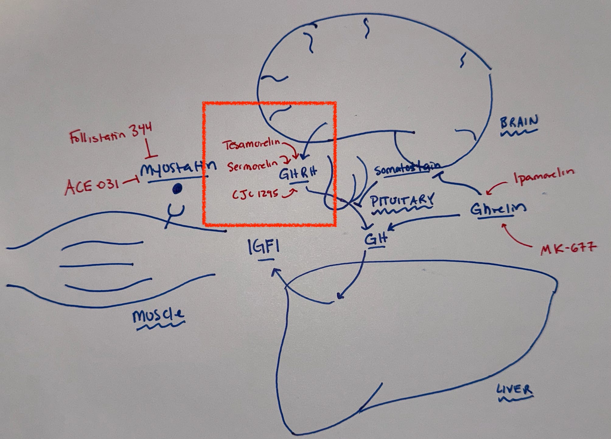 ipamorelin inhibits somatostatin Biohacking Muscle: The Peptides Everyone's Talking About