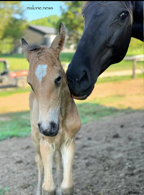 Best of & Worst Of - Memes of Your Dreams