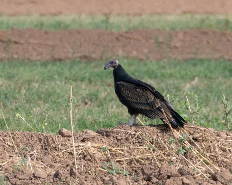 20250908-Manville-685-Edit.jpg 20250908-Manville-685-Edit.jpg