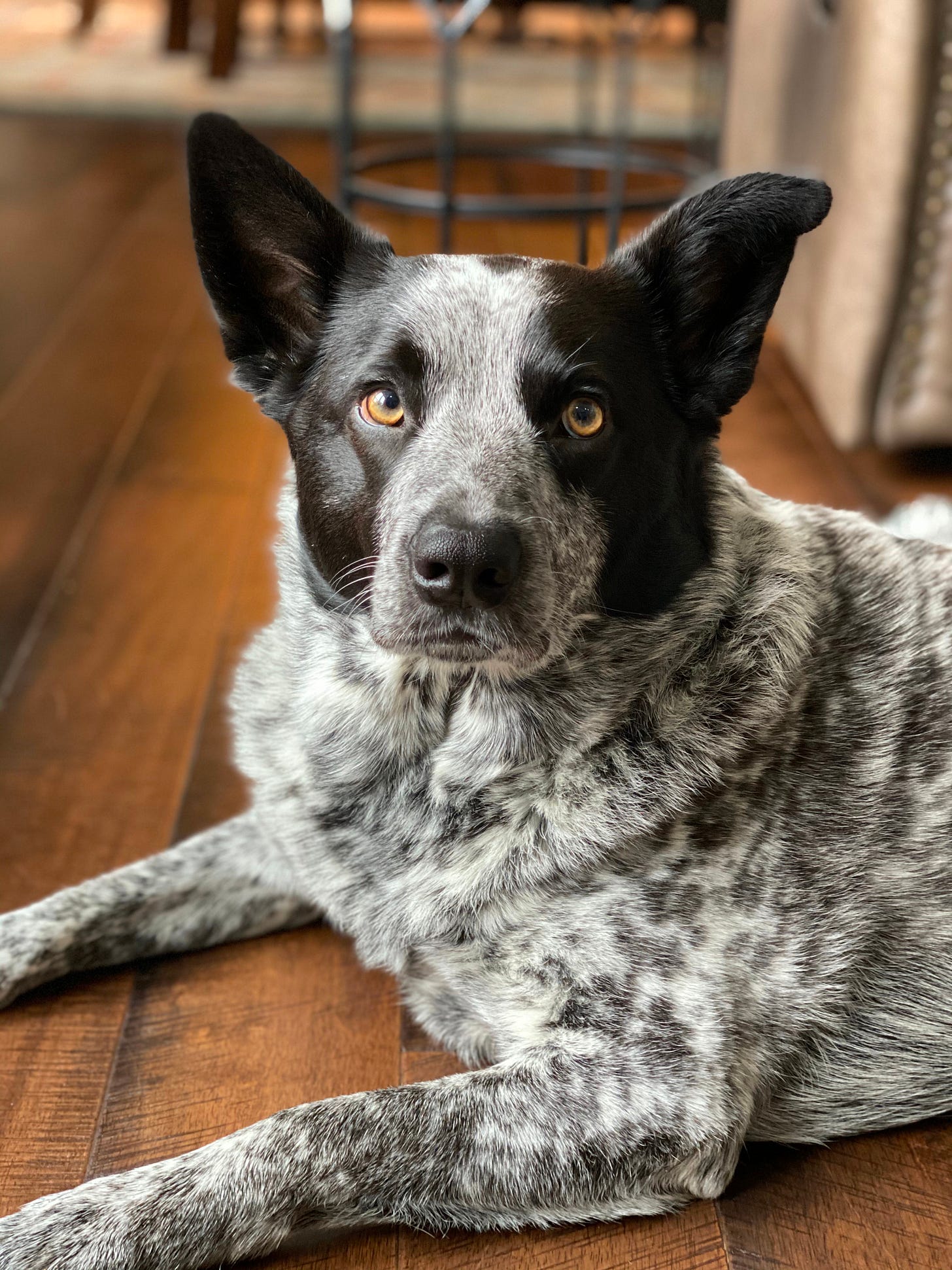 Blue and Silver Australian Cattle dog sitting on a wood floor. His name is Gus