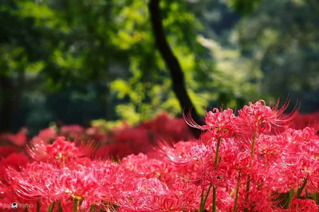 Higanbana