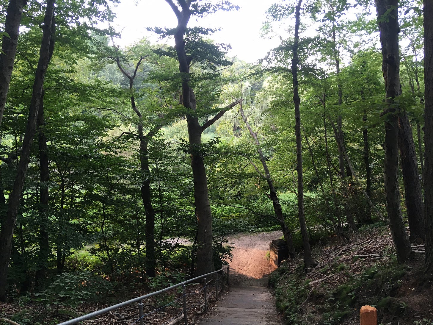 A steep wooded hillside with a set of stairs on a bright day