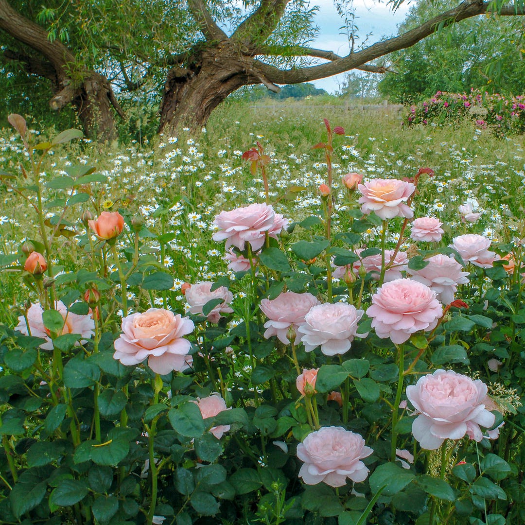 The 'English' rose - by Ailsa Francis