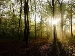 Exploring Liminality in Forest Bathing — A Journey Through the In-Between —  Forest Healing