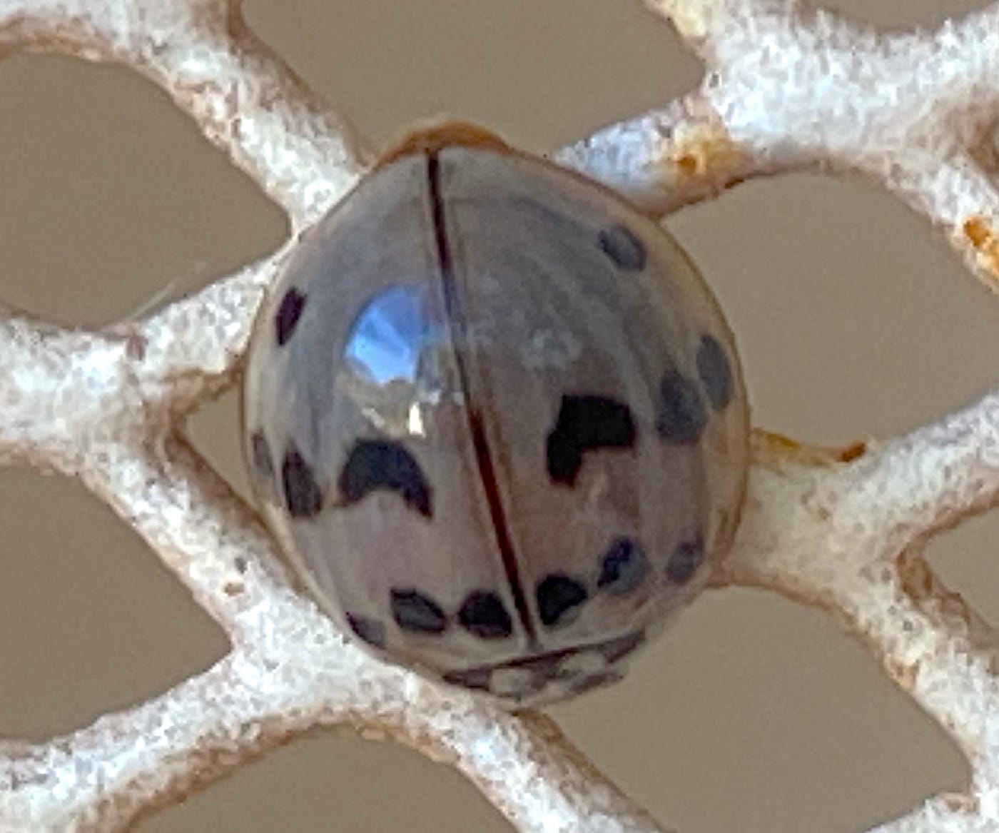 Close-up of a bluish gray lady beetle with black dots marked precisely on her back