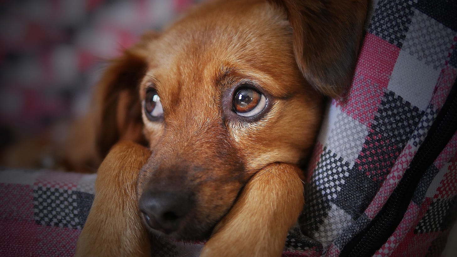 Cute brown dog looks up Cute brown dog looks up