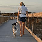 Loose-leash walking: How we trained our dog's leash manners