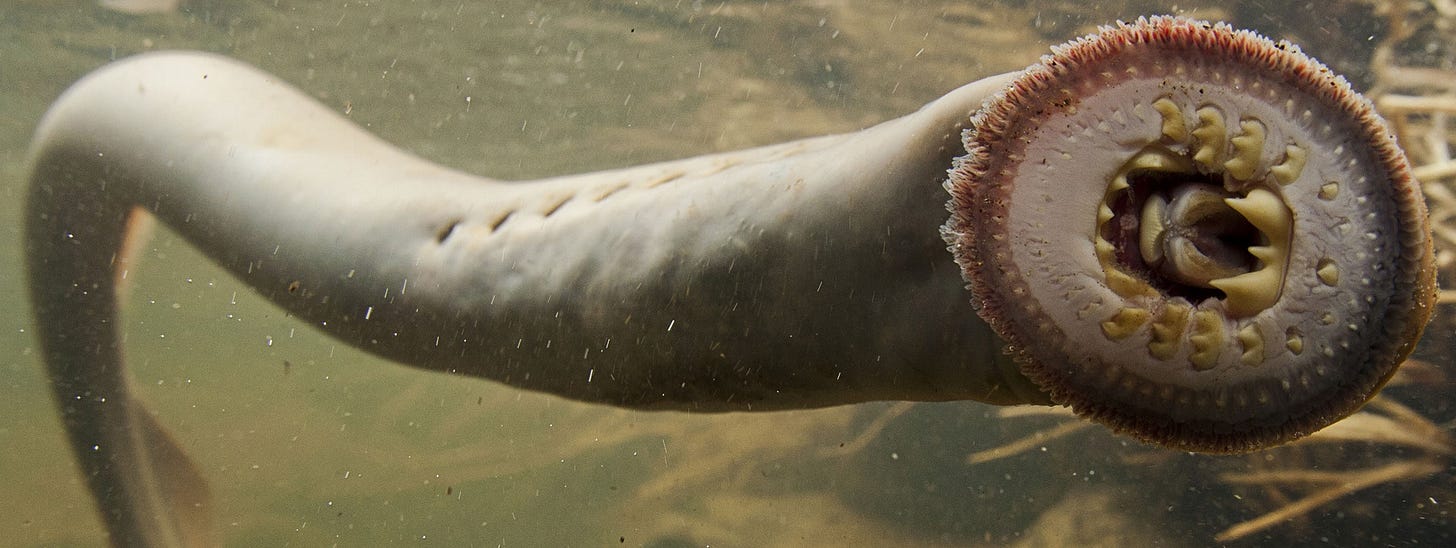 USFWS Fisheries على X: "Pacific lamprey are known for their “eel-like”  bodies, have a round sucker-like mouth, no scales and breathing holes  instead of gills. Adult Pacific lamprey have three large teeth