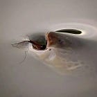 A Trout's View of the Surface