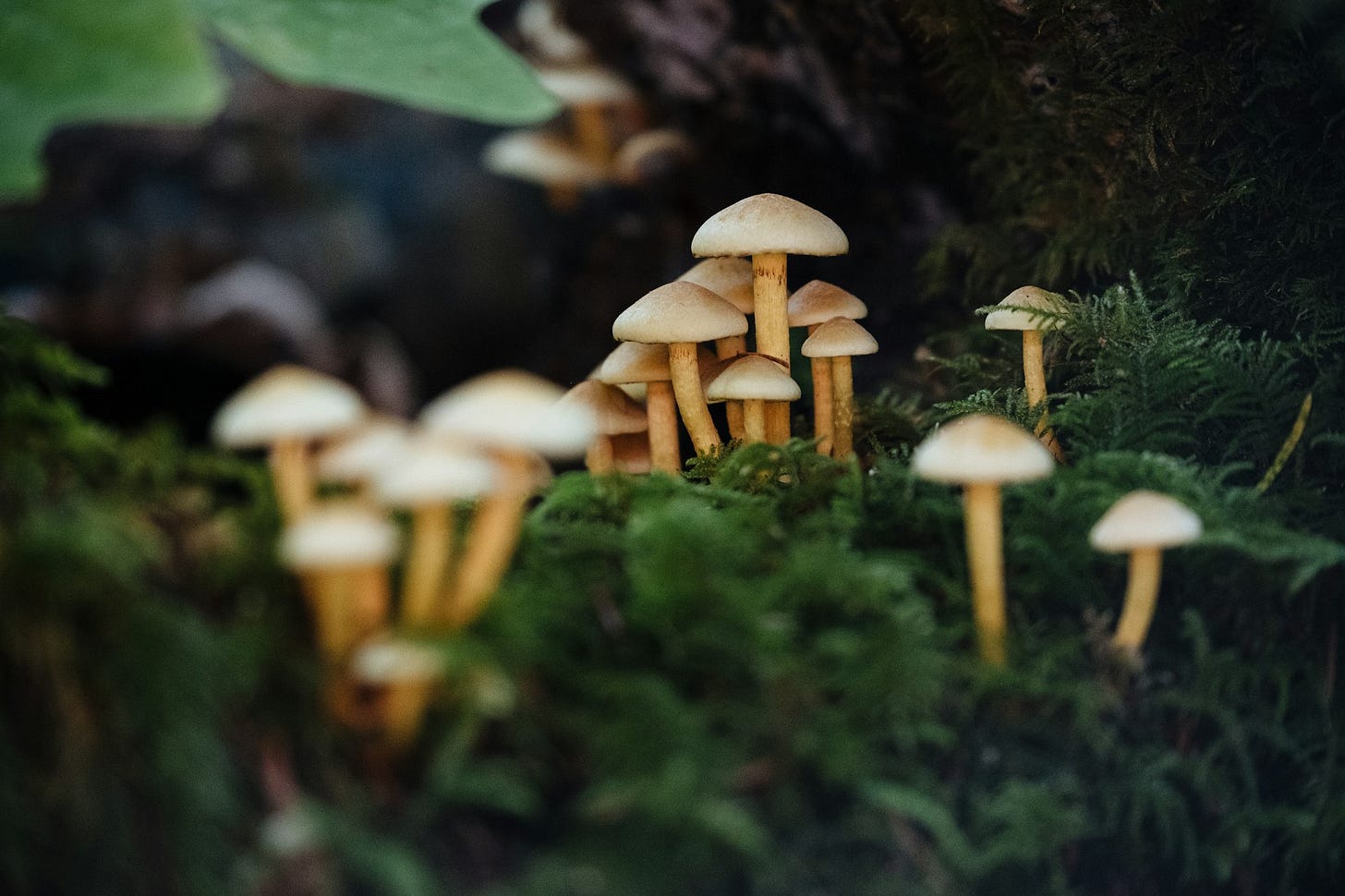 These mushrooms eat pollution These mushrooms eat pollution