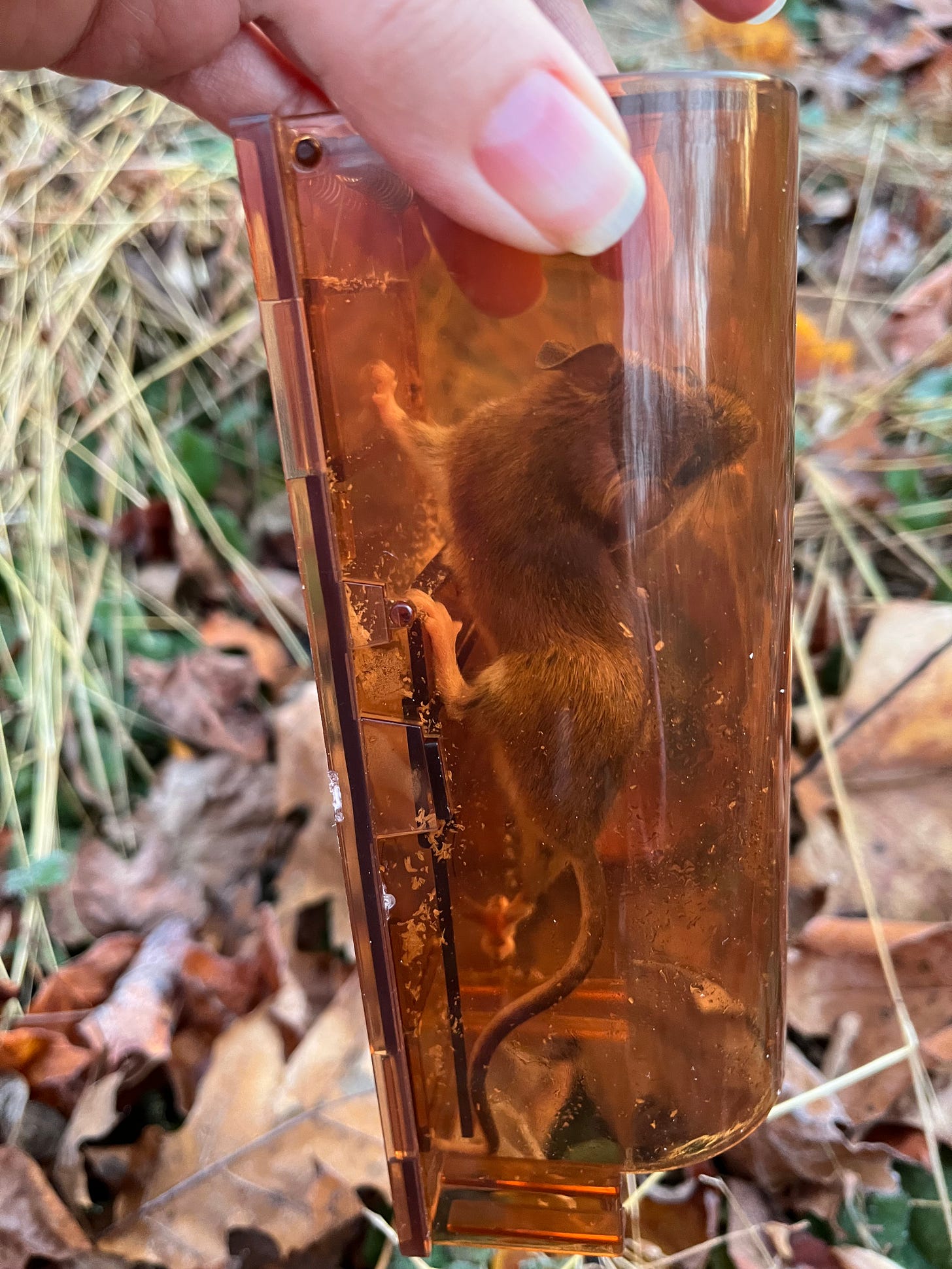A mouse defying gravity inside of a plastic live trap.
