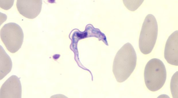 BugBitten African Trypanosomes – where do they go?