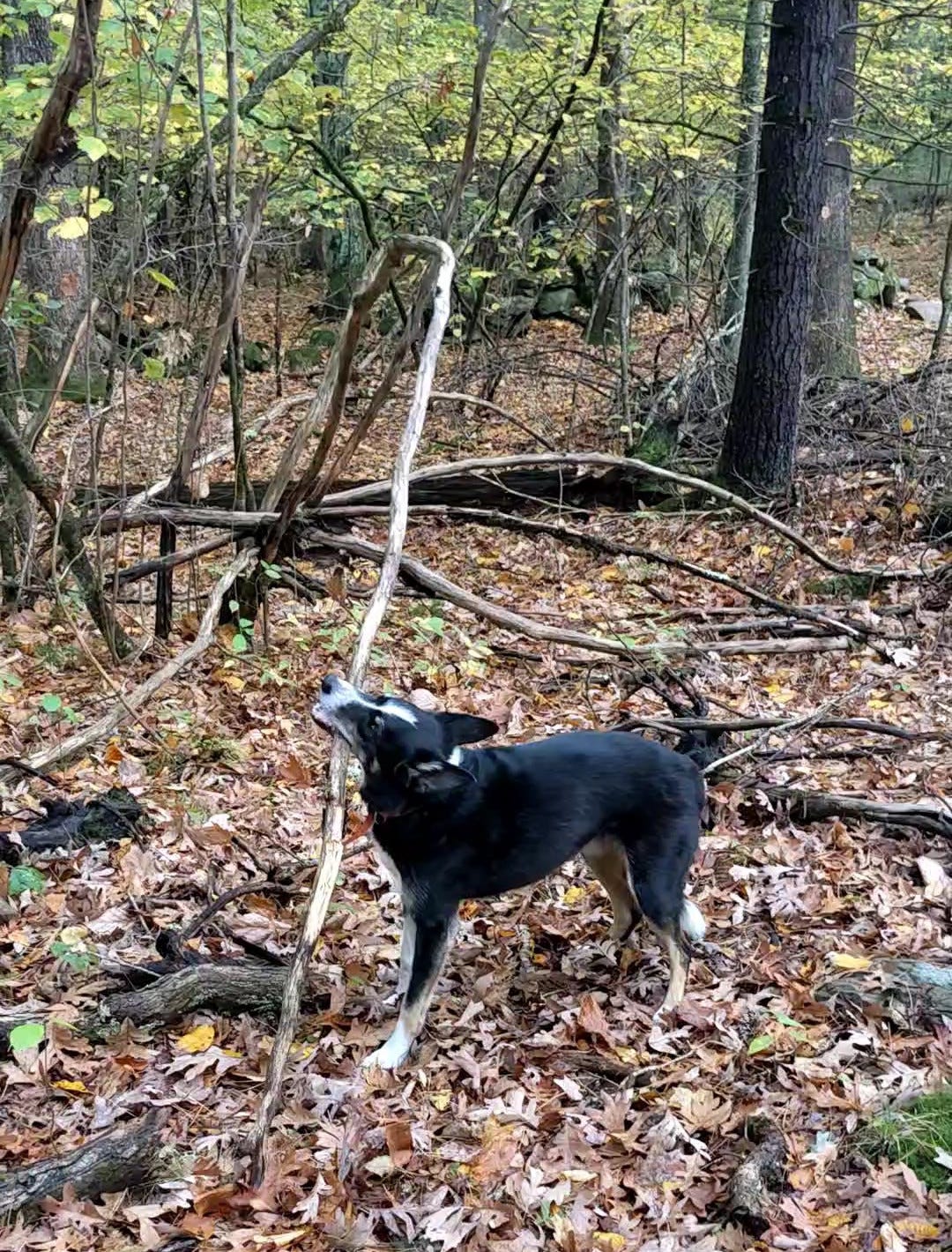 Border Collie with a very long stick (still attached to the ground at one end) Border Collie with a very long stick (still attached to the ground at one end)