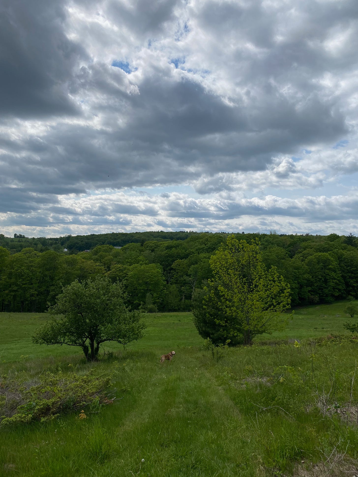 My brown dog stands on a bright green grassy hillside between two leafy trees; she is very small amidst the landscape. The sky is full of silver and white clouds.
