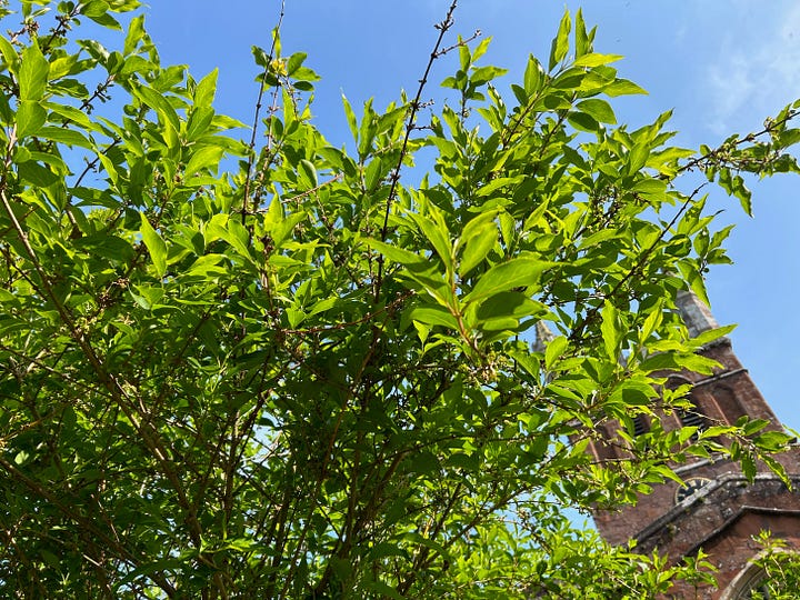Green leaves and yellow blooms on stems of forsythia