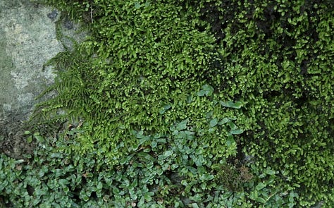 Three images showing mosses, liverworts and lichens growing together in many shades of green.