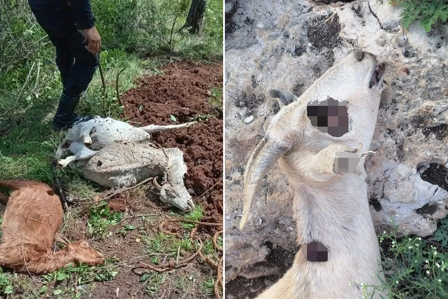 Fears vampire-like monster dubbed 'El Chupacabra' is on the rampage after  goats & sheep butchered in mass decapitation