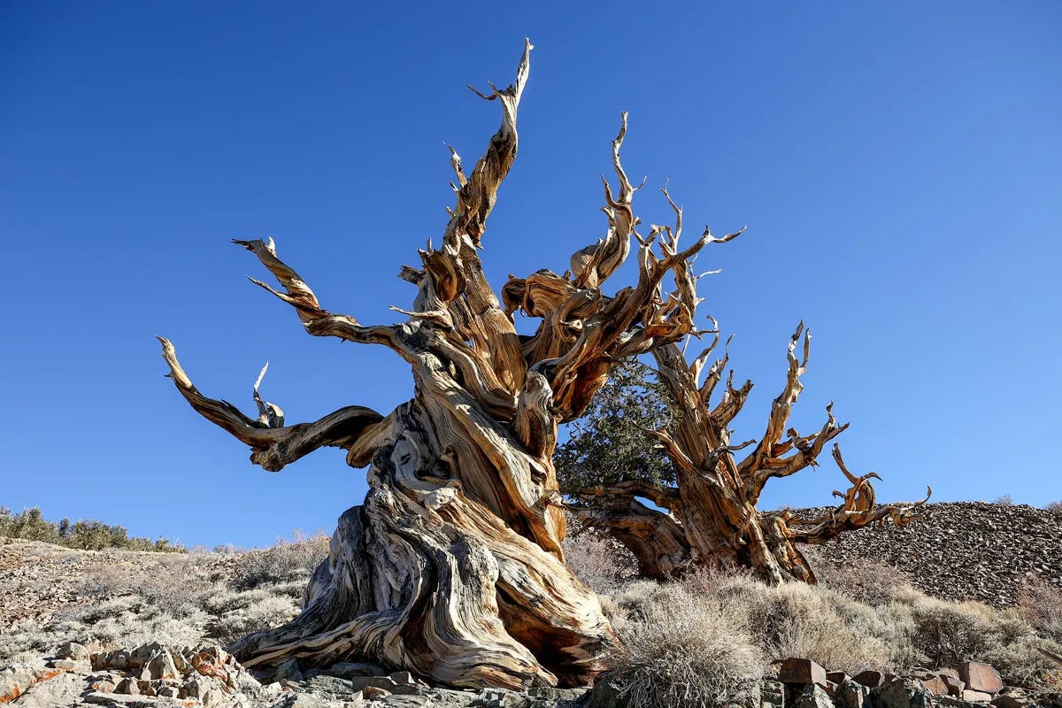 Oldest tree in the world