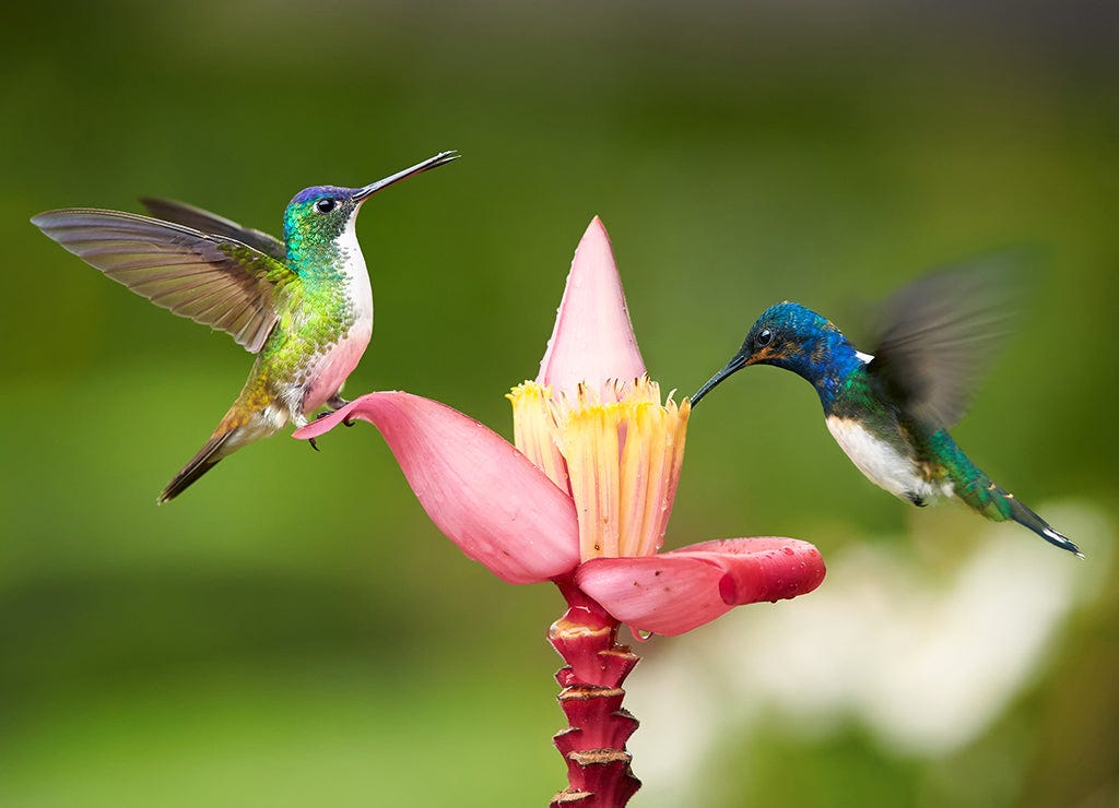 A Seriously Cool Bird – Chantecaille