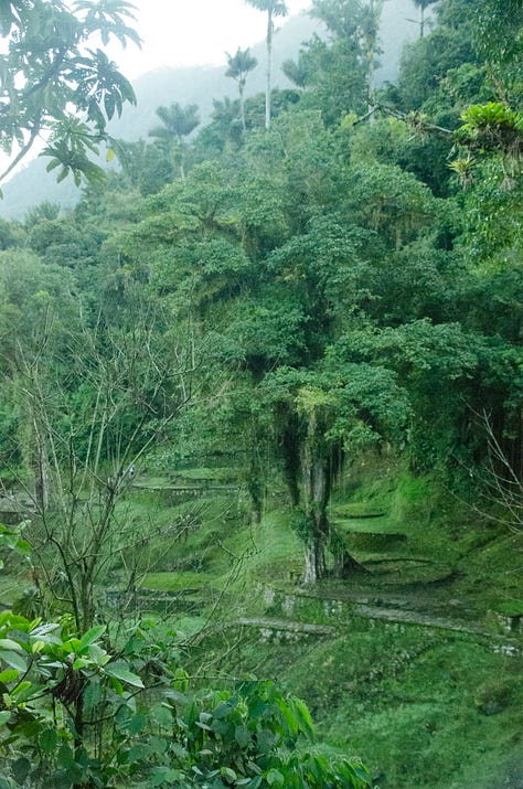 ciudad perdida trek