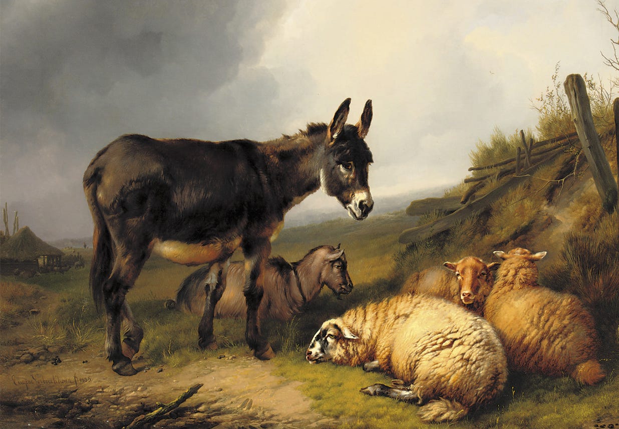 donkey and sheep