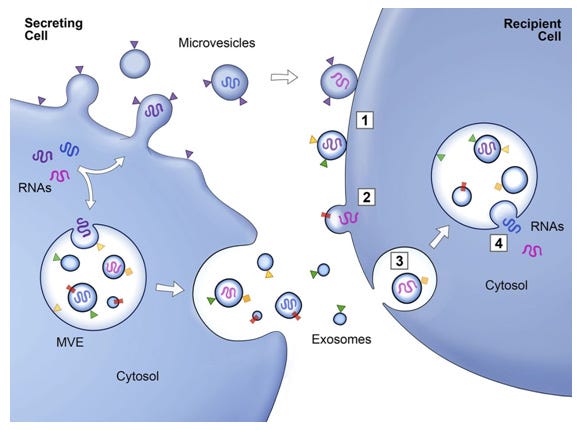 Exosome signaling from a secreting cell to a recipient cell