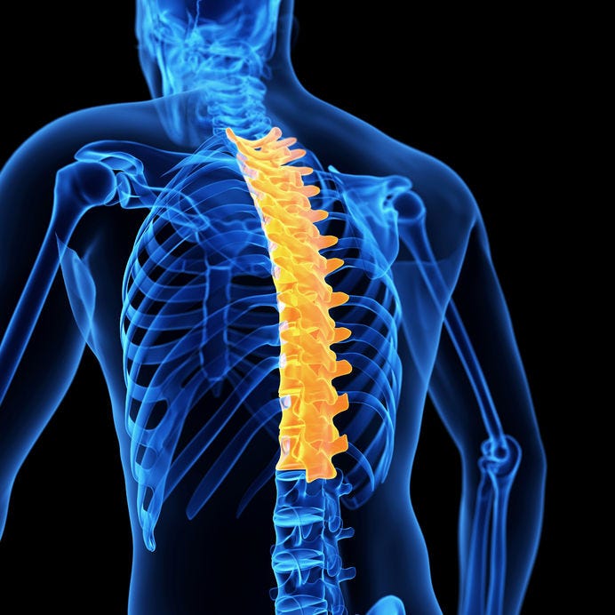 What is the Thoracic Spine and why is it painful? - OPTIMUM EXERCISE  PHYSIOLOGY