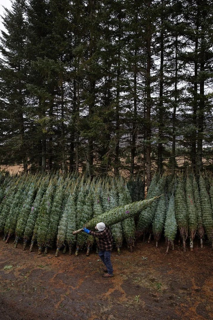 Images of Christmas trees in sales lots, in piles, and in a boat 