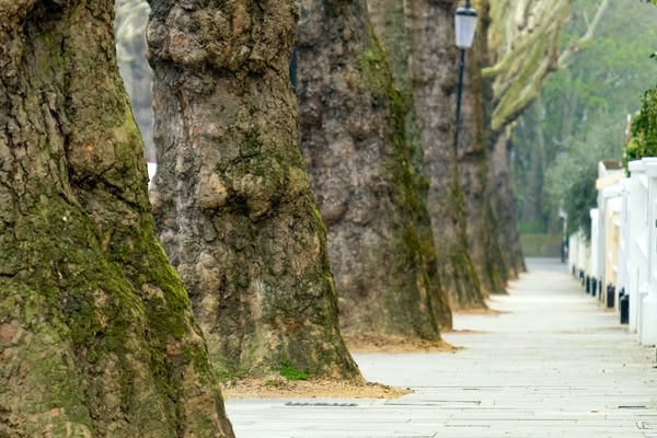 Mature street trees