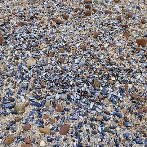 Three images which reflect colour, texture and sound on Hilbre: image i is the sandy brpeaxh showing masses of fragments of broken musselshells, blue against the yellow sand. Image two is delicate composite flower head with pale pink florets clustered together in a ball shape, this is sea thrift, the flower head is about an inch in circumference. Image three shows a wall of red sandstone, the stripes of layes of sediment very obviously in shades of rust, cream and orange. The stone ahs worn away with the wind and the water and now forms tightly packed, undulating curves.