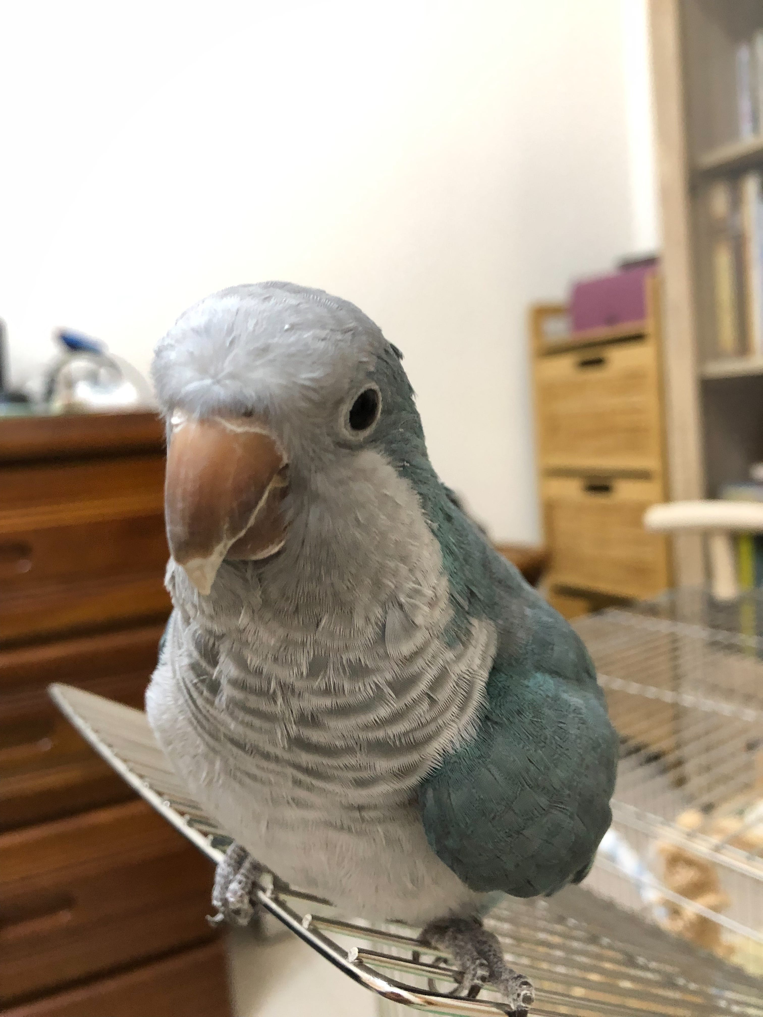 連鸚鵡都瞧不起我：「返台」後的過渡與轉變- by Michelle Kuo and Albert Wu