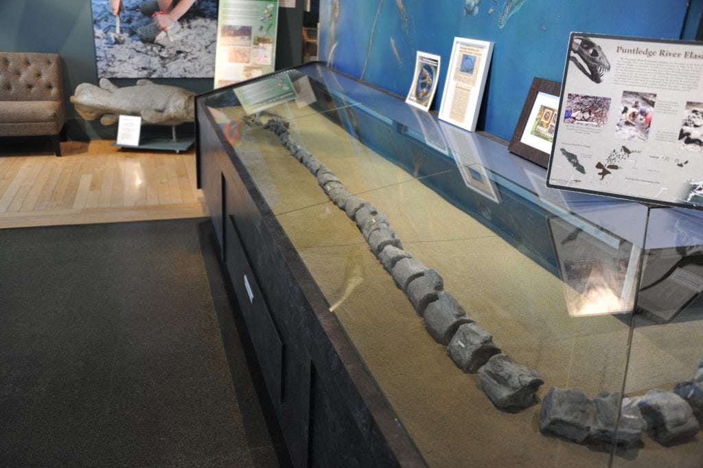 A display case with neck vertebrae fossils lined up in it the way they would be in a dinosaur with a long neck.