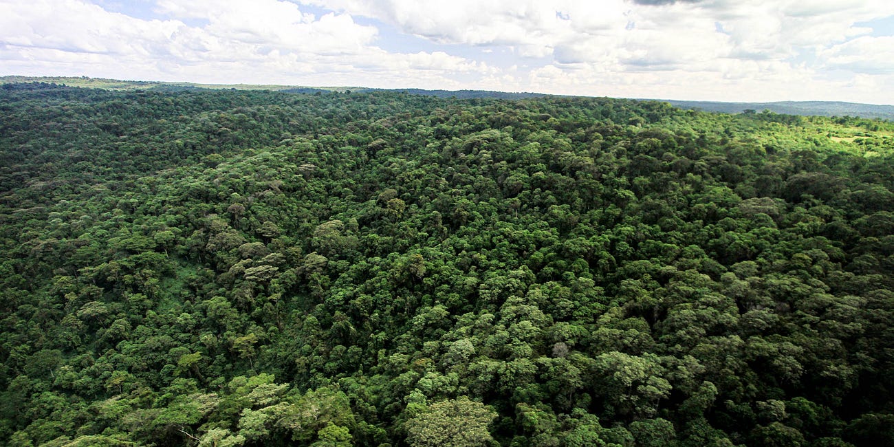 Ruto’s carbon dream is a nightmare for the people of the forest