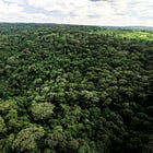 Ruto’s carbon dream is a nightmare for the people of the forest